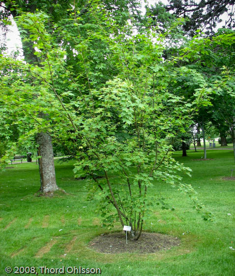 Acer tschonoskii